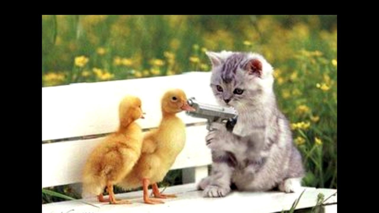 Cats With Guns