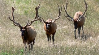 Elk Call SOUND EFFECT Elk Sounds