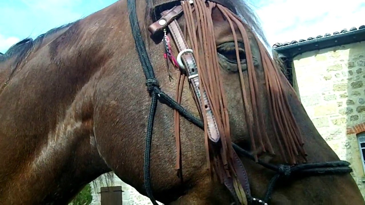 Rando équestre dans le pays de Leignecq (42)