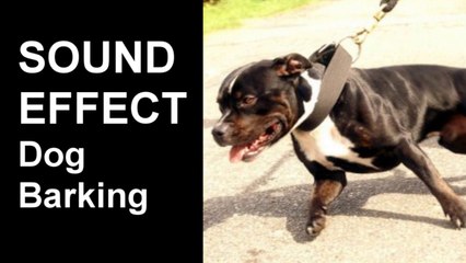 Download Video: Vicious Dog Barking SOUND EFFECT Big Dog Barking,