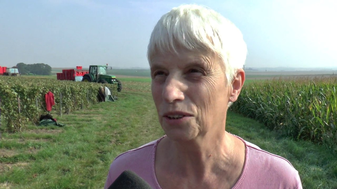 Les vendanges 2014 à Villers-Franqueux