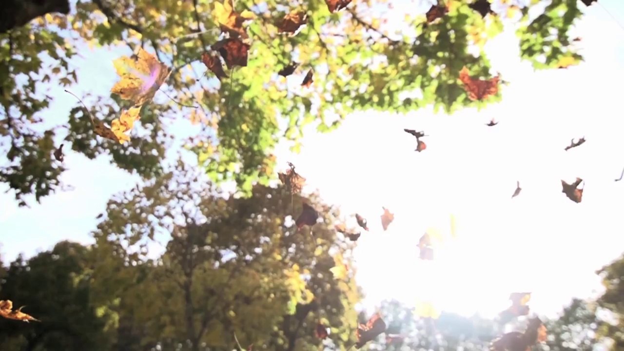 Cem Adrian - Beni Hala Öldürüyorsun