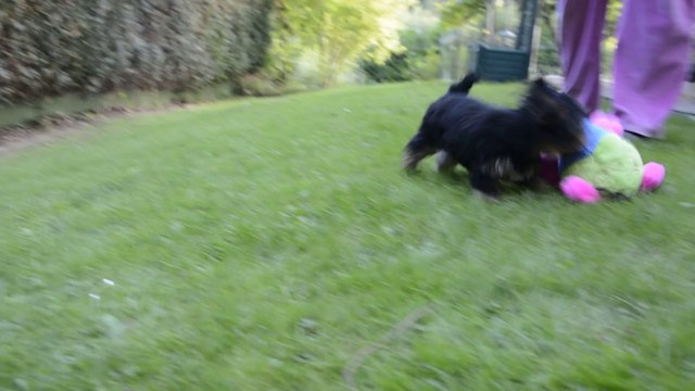 chiot yorkshire terrier lof fils sélénia