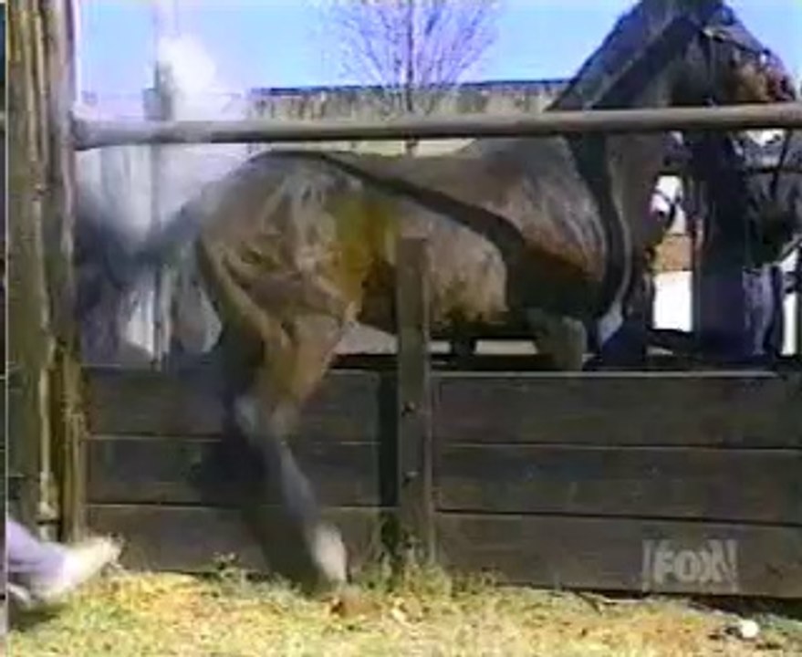 Funny ANIMALS Humor Comedy Funny Horse Kick _