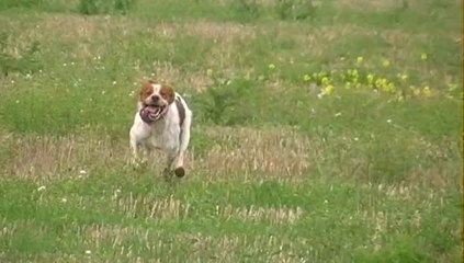 Itou 15 mois  quête  galop