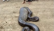 Anaconda swallowed a Dog ?