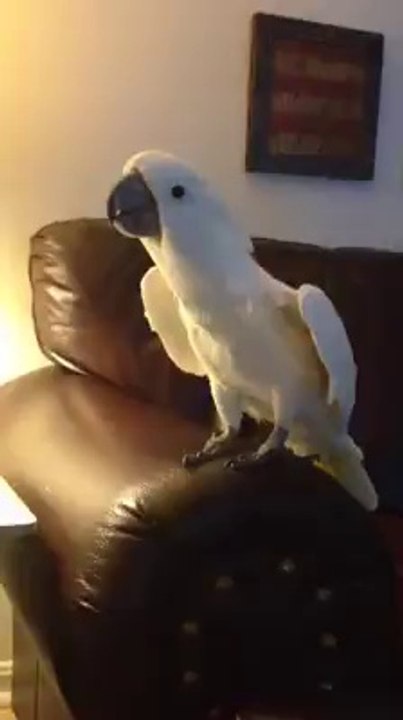 Barking Cockatoo / Barking Parrot