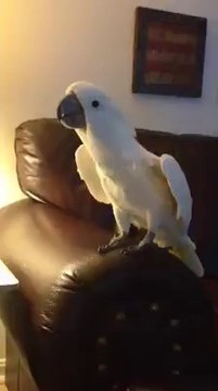 Barking Cockatoo / Barking Parrot