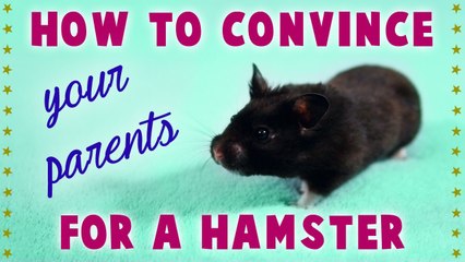 How to "CONVINCE YOUR PARENTS" for a HAMSTER