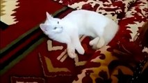 Funny Cats Compilation - Funny Cat Videos Ever- Funny Videos - Funny Animals - Funny Animal Videos 8