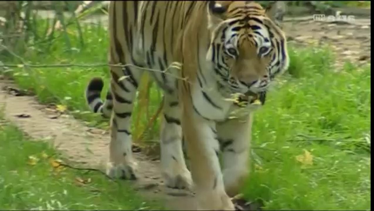 Defekt 36 - Niemand ( mit Absztrakkt, Ruffkidd und Questgott )