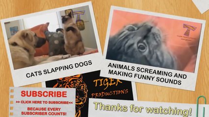 Animals can be so annoying - Funny animal compilation