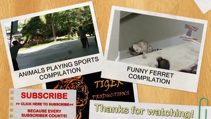 Dogs scared of cats - Funny animal compilation