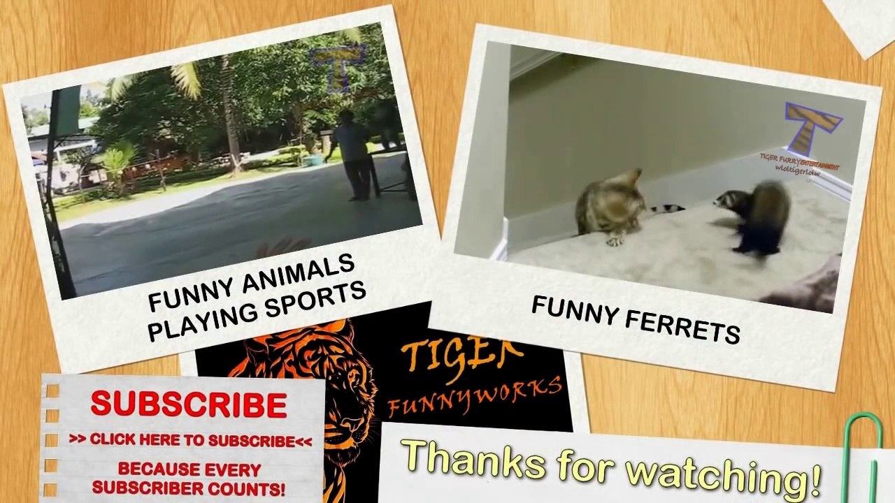 Funny dogs annoying cats - Cute animal compilation