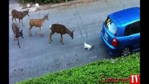 Kedi ile karşılaşan geyiklerin tepkisi