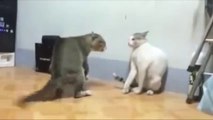 Crazy Cat Fight! Better than Free fight...