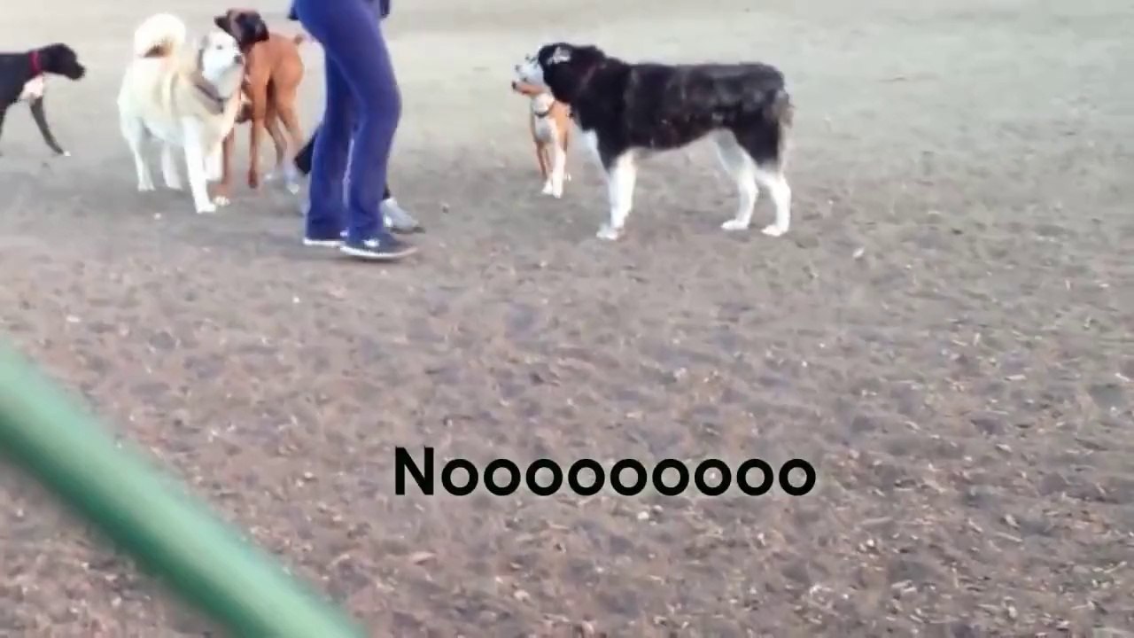 Husky trop mignon ne veut pas quitter ses copains. Il hurle à la mort dans le parc.
