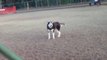 Husky Howls That He Doesn’t Wanna Leave The Park