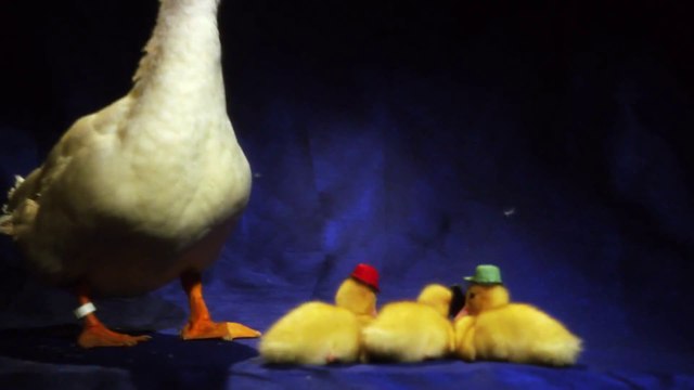 DuckTales Theme Song With Real Ducks