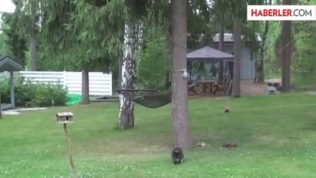 Kediyi Parmağında Oynatan Sincap