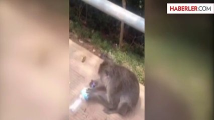 Akıllı Maymun Şişeden Muzu Çıkardı
