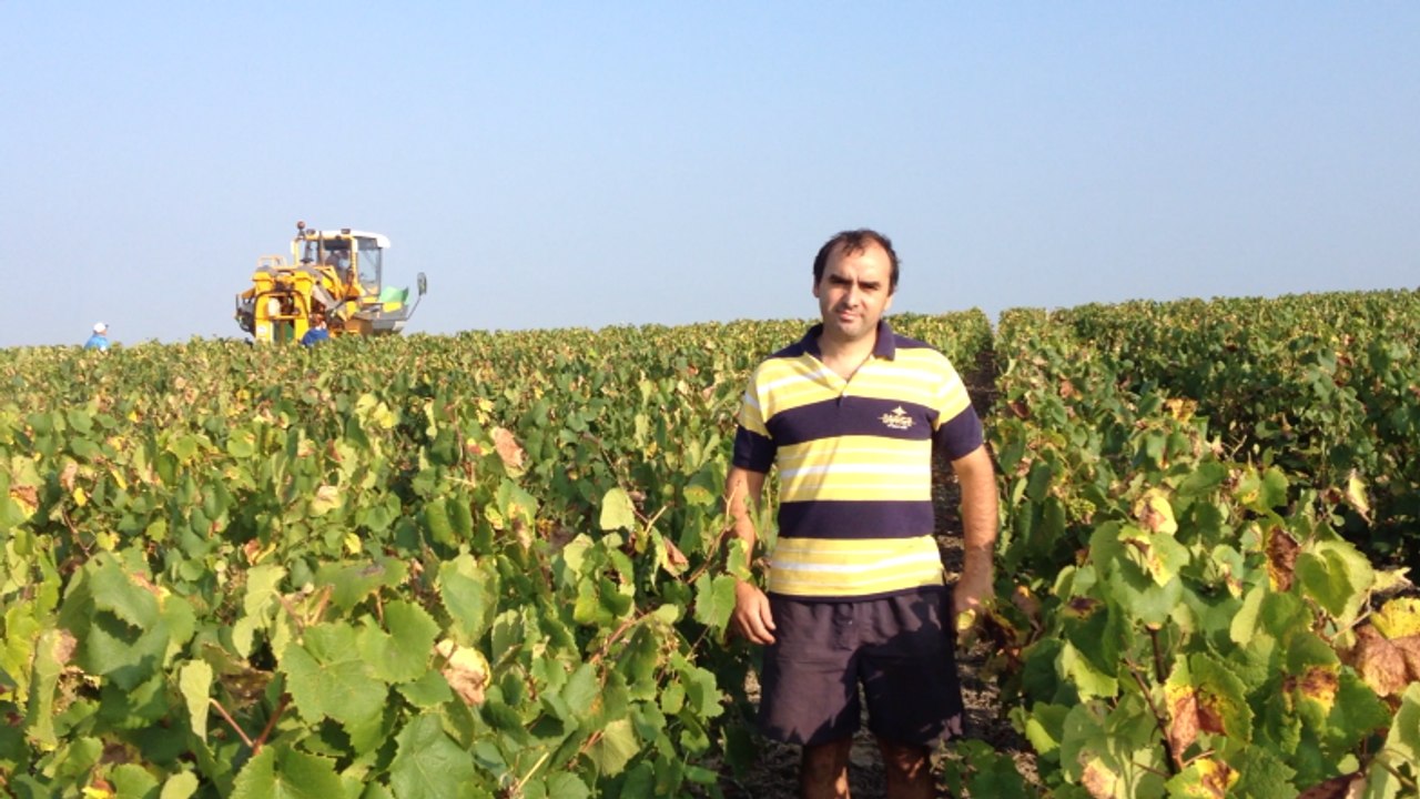 Vendanges : c'est parti!