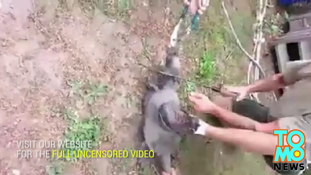 Michigan teen post gruesome turtle beheading video on Facebook, shocked to get criticism.