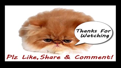 Funny Videos 2014 - Funny Cats Video - Funny Cat Videos Ever - Funny Animals Funny Fails 2014