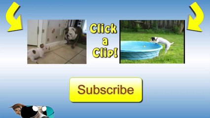 Dogs and Raccoon Are Friends