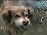 Smiling dogs Americas Funniest Home Videos AFV