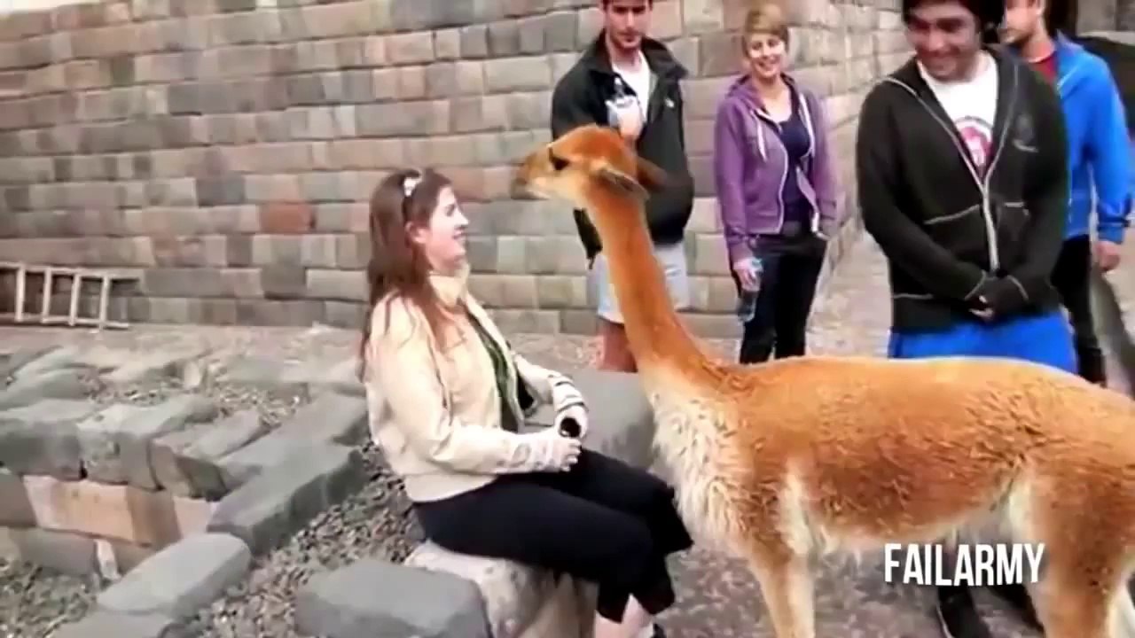 animal attack caught on video
