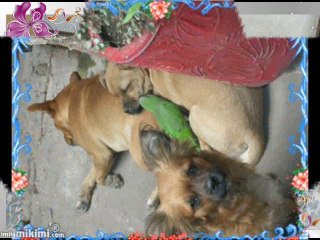 MIS MASCOTAS LOCAS