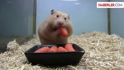 Bebek Hamster Az Kalsın Boğuluyordu