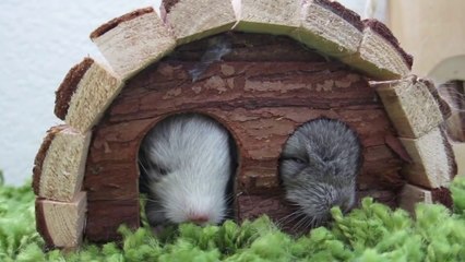 Cute Overload - Baby Chinchillas!