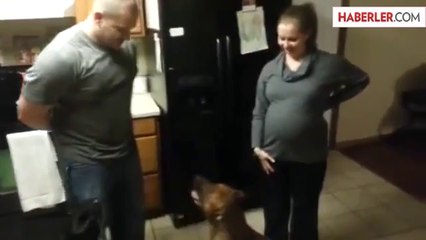 Köpek, Hamile Sahibinin Karnına Dokunulmasına İzin Vermedi