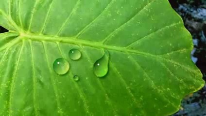 How to Make Water Drops In Photo Shop For ( Photo Shop Learners)