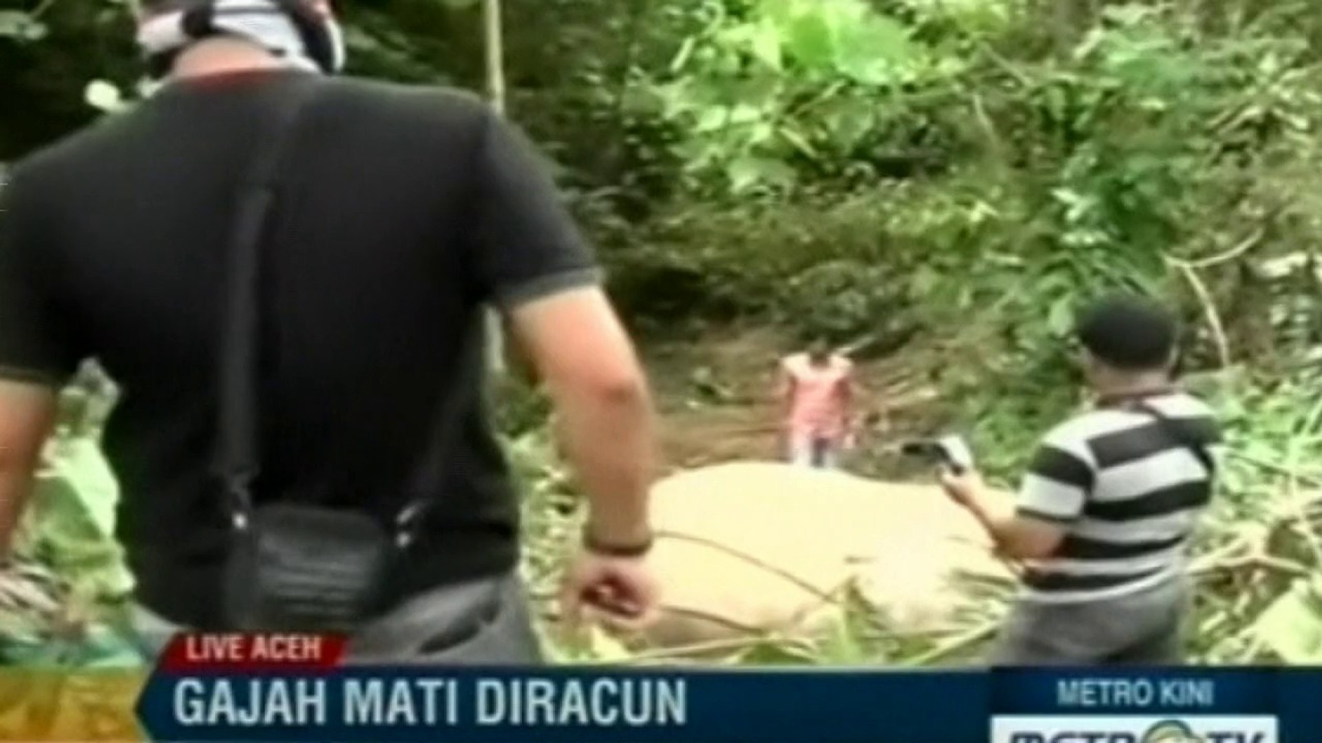 ⁣Endangered Sumatran elephants found dead in Indonesia