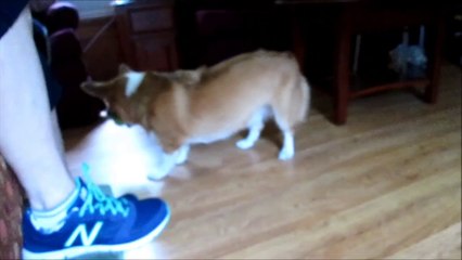 Watson Plays Fetch with Squeak Ball