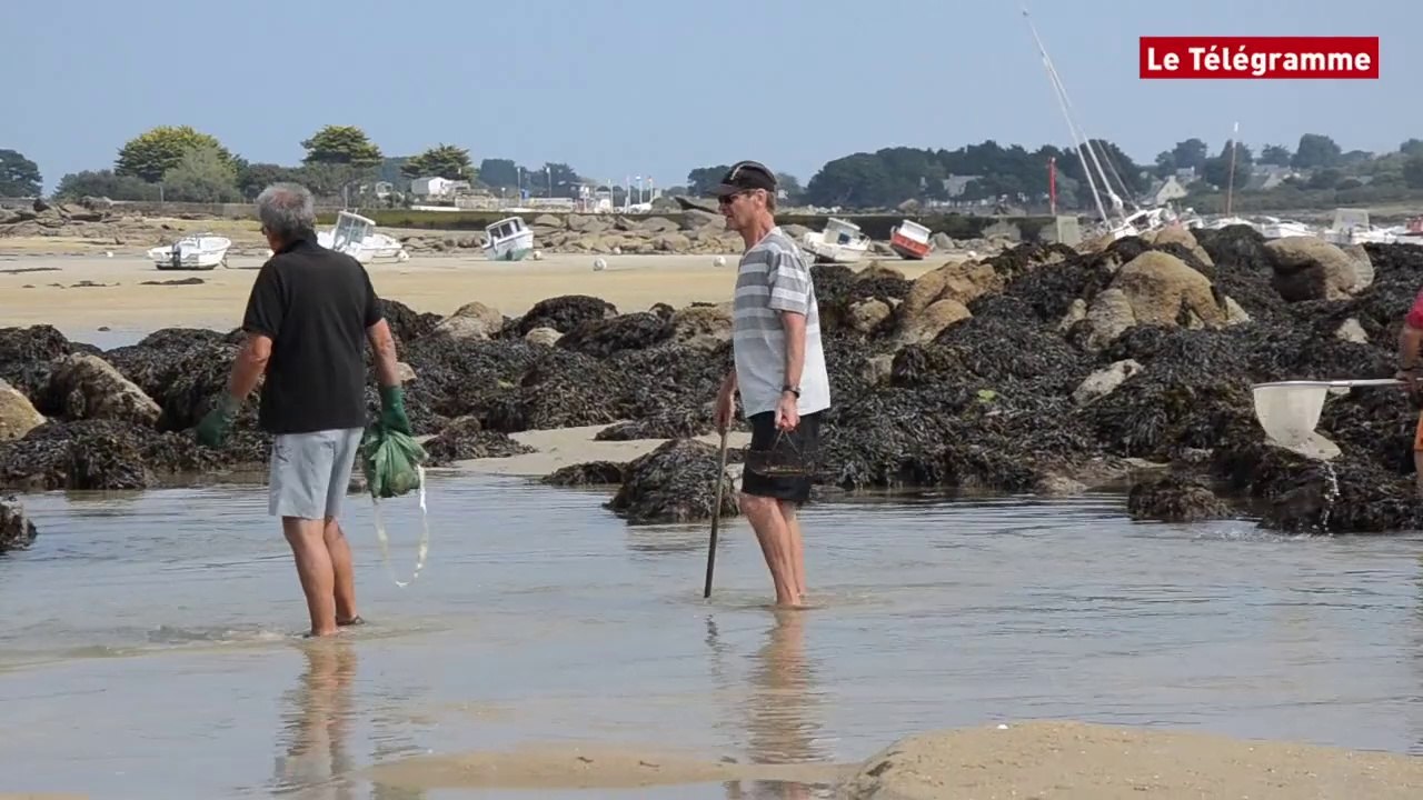 Grandes marées. Soleil et crustacés à l'Île-Grande