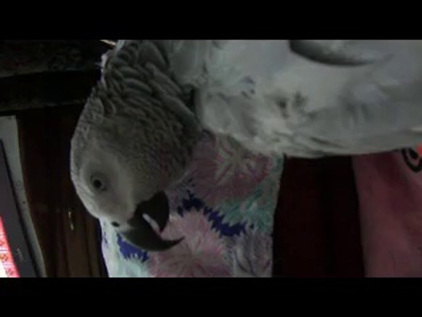 African Grey Parrot Talking in Urdu - video Dailymotion