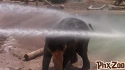 Elephants love fire hoses