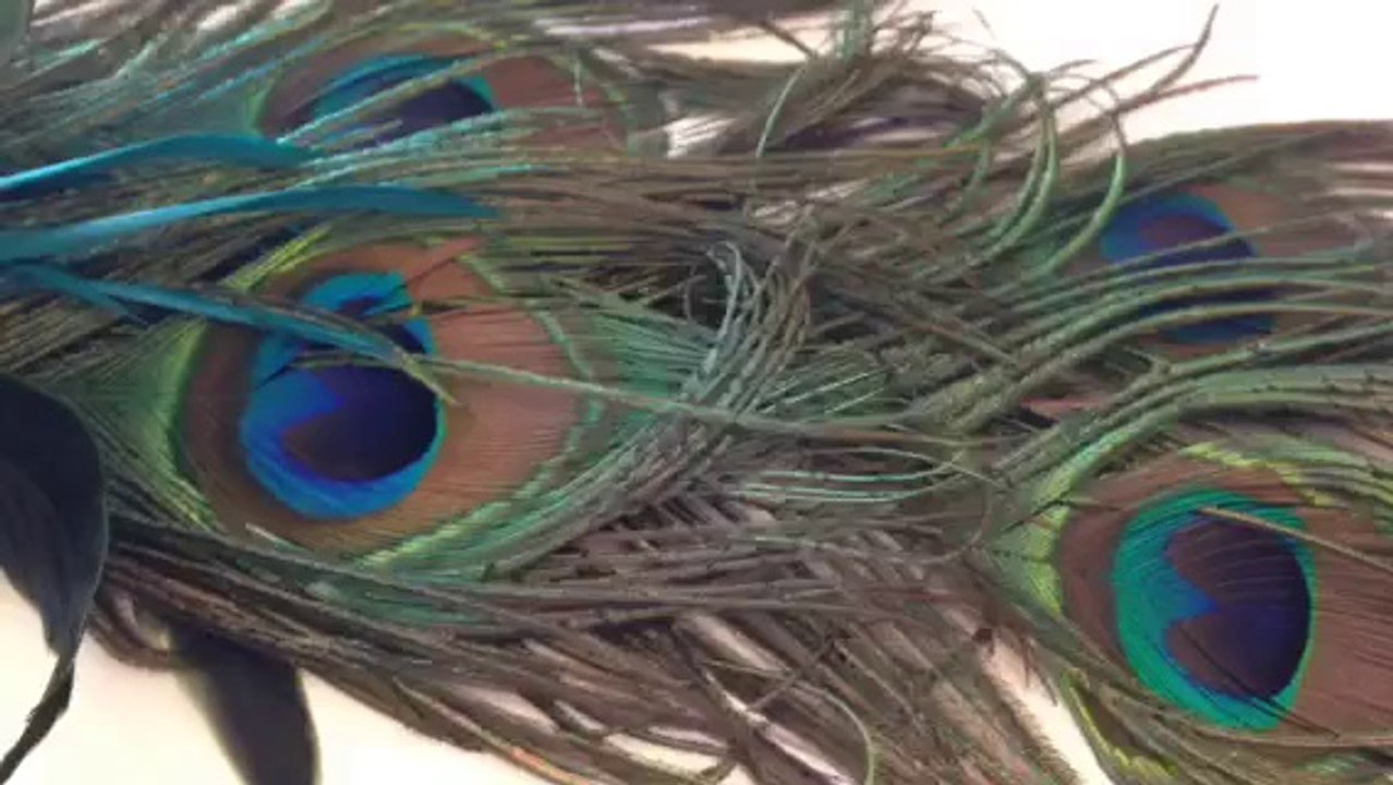 beautyinanimals