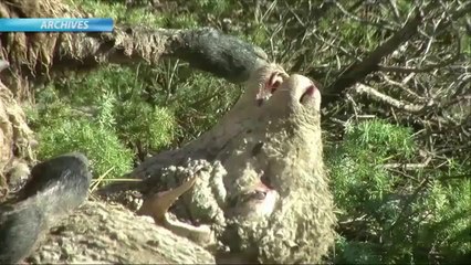 D!CIDEUR : René LAURENS - Président de la FDSEA 05