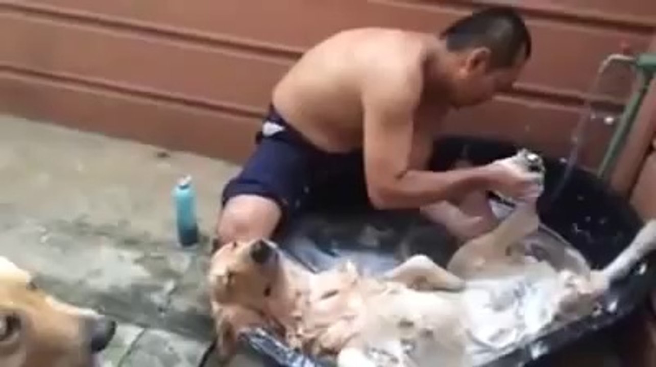 Ce chien  kiff grave son bain