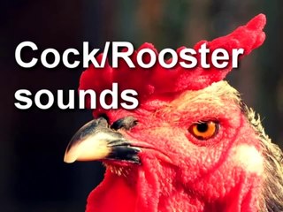 Rooster Call SOUND EFFECT