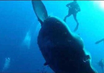 Giant Mola Mola Meets With Divers Off Malta