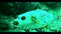 A PUFFER FISH LIKE A DALMATIAN DOG