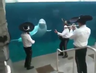 Müziğe Eşlik Eden Yunus