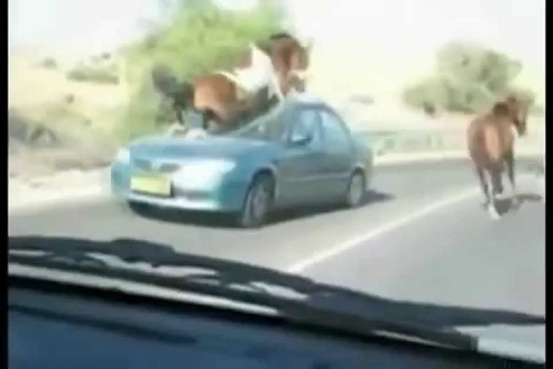 Real Life Narnia - Horse Trample Dying To Laugh LOL