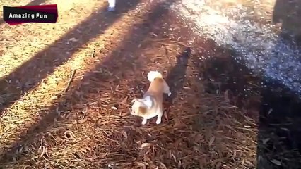 Funny Babies Go On Walk With Dogs Compilation 2014 (NEW)